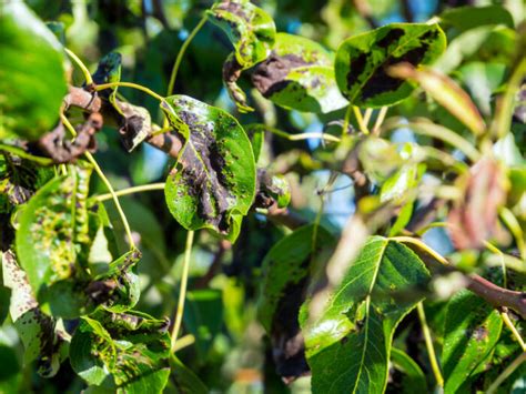 schwarze blätter am birnbaum